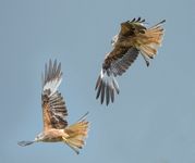 Des King - The chase red kites